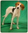 Ao-Tessa-ADOPTED-7.1.15