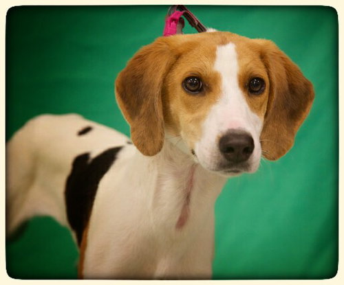 Ao-Tessa-ADOPTED-7.1.15