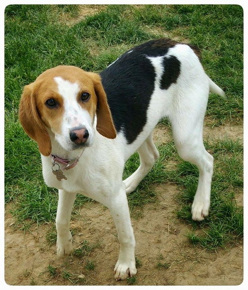 Ao-Nika-ADOPTED-6.7.15