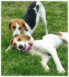 Ao-Nika-ADOPTED-6.7.15