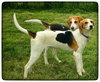 Ao-Nika-ADOPTED-6.7.15