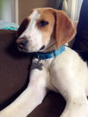 Ao-Nika-ADOPTED-6.7.15