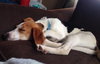 Ao-Nika-ADOPTED-6.7.15