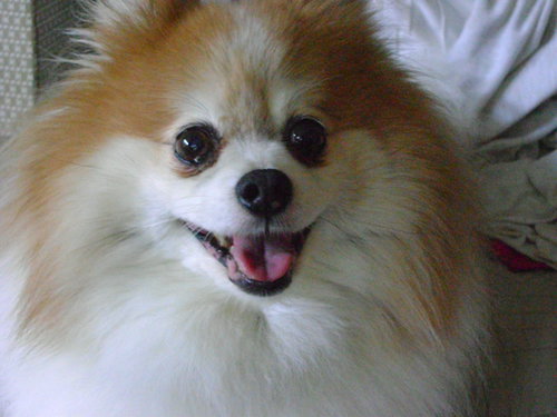 Furby-ADOPTED-6.13.15