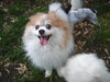 Furby-ADOPTED-6.13.15