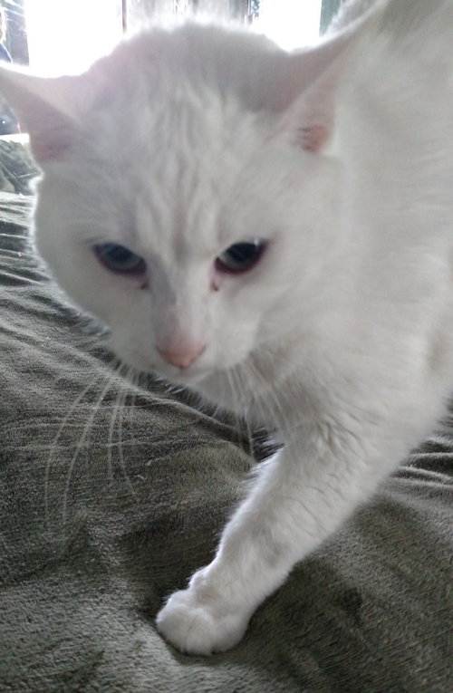 Snowbell (50% Off Adoption Fee) - ADOPTED 08.28.15