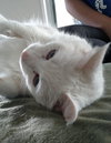 Snowbell (50% Off Adoption Fee) - ADOPTED 08.28.15