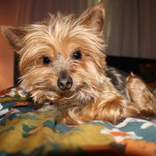 Co-Mo (Bonded Pair) - ADOPTED 07.20.15