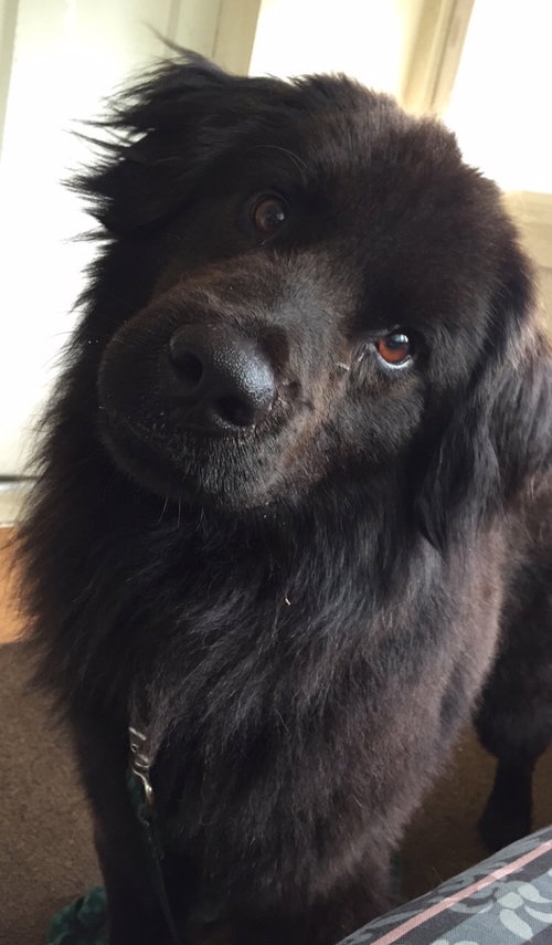 Dudley - ADOPTED 07.24.15