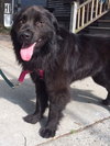 Dudley - ADOPTED 07.24.15