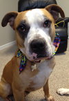 Soter (HP) - ADOPTED 3.13.16