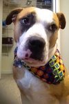 Soter (HP) - ADOPTED 3.13.16
