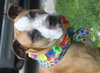 Soter (HP) - ADOPTED 3.13.16