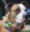 Soter (HP) - ADOPTED 3.13.16