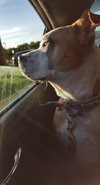 Soter (HP) - ADOPTED 3.13.16