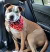 Soter (HP) - ADOPTED 3.13.16