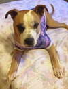 Soter (HP) - ADOPTED 3.13.16
