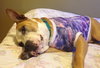 Soter (HP) - ADOPTED 3.13.16