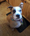 Soter (HP) - ADOPTED 3.13.16