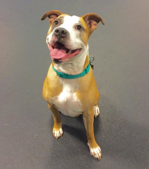 Soter (HP) - ADOPTED 3.13.16