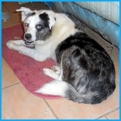 Rio-ADOPTED-7.10.15