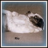 Rio-ADOPTED-7.10.15