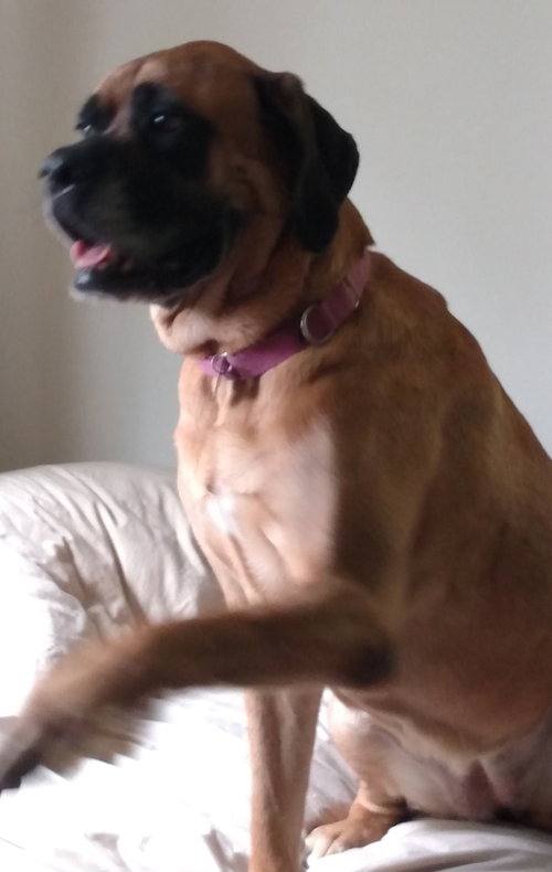 Princess Charlotte-ADOPTED-7.30.15