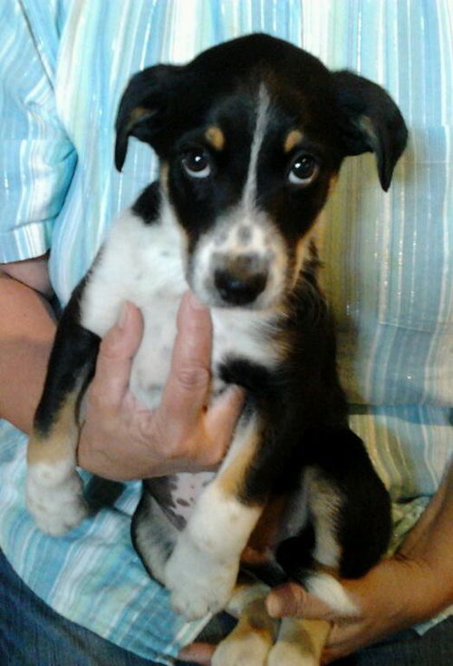 Zn Litter Fergus - ADOPTED 06.22.15