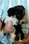 Zn Litter Fergus - ADOPTED 06.22.15