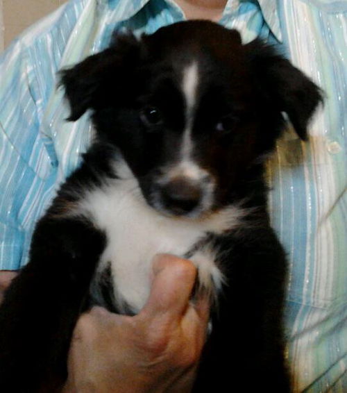 Zn Litter Duffy - ADOPTED 06.21.15