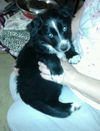 Zn Litter Duffy - ADOPTED 06.21.15