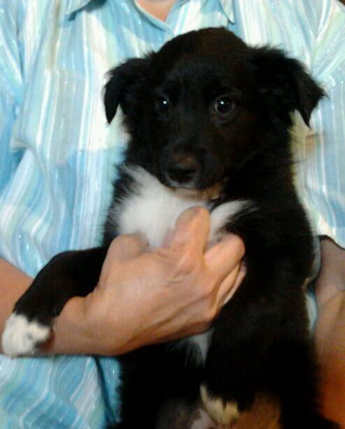 Zn Litter Murphy - ADOPTED 06.21.15