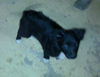 Zn Litter Murphy - ADOPTED 06.21.15