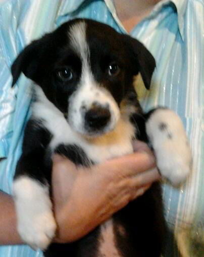 Zn Litter Liam - ADOPTED 06.21.15