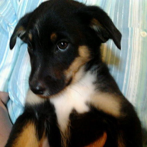 Zn Litter Finn - ADOPTED 06.27.15