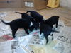 Zn Litter Finn - ADOPTED 06.27.15