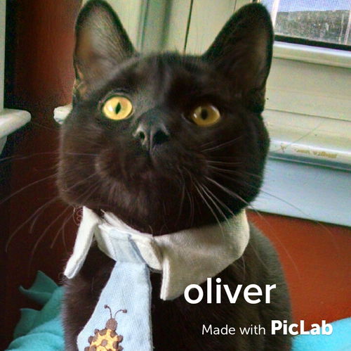 Oliver - ADOPTED 11.24.15