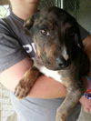 Triton - ADOPTED 06.28.15
