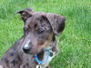Triton - ADOPTED 06.28.15