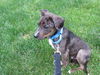 Triton - ADOPTED 06.28.15