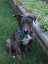 Triton - ADOPTED 06.28.15