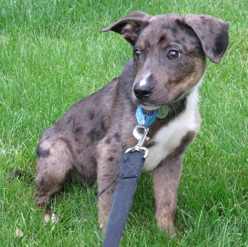 Triton - ADOPTED 06.28.15