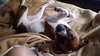 Miss Pickles - ADOPTED 07.09.15