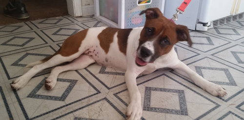 Miss Pickles - ADOPTED 07.09.15
