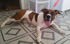 Miss Pickles - ADOPTED 07.09.15