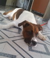 Miss Pickles - ADOPTED 07.09.15