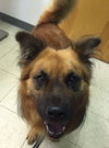 Fozzy Bear-ADOPTED-7.3.15