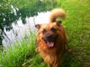 Fozzy Bear-ADOPTED-7.3.15
