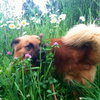 Fozzy Bear-ADOPTED-7.3.15