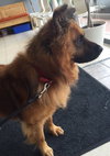 Fozzy Bear-ADOPTED-7.3.15